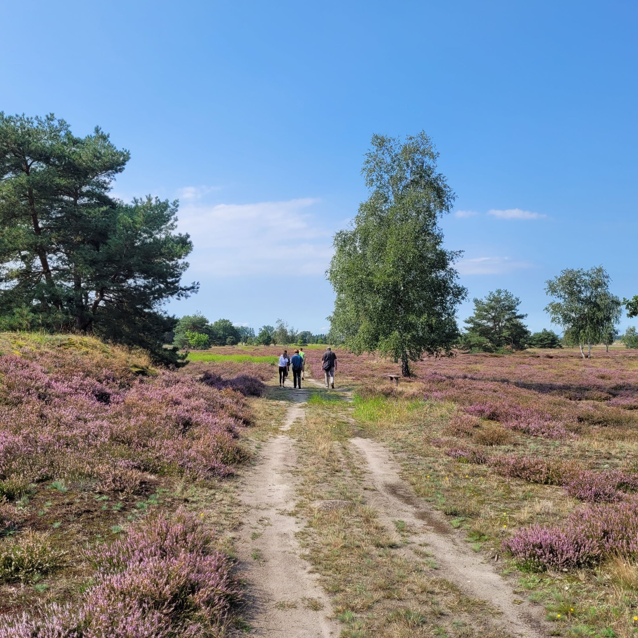 Heideblüte in den Kellerbergen.